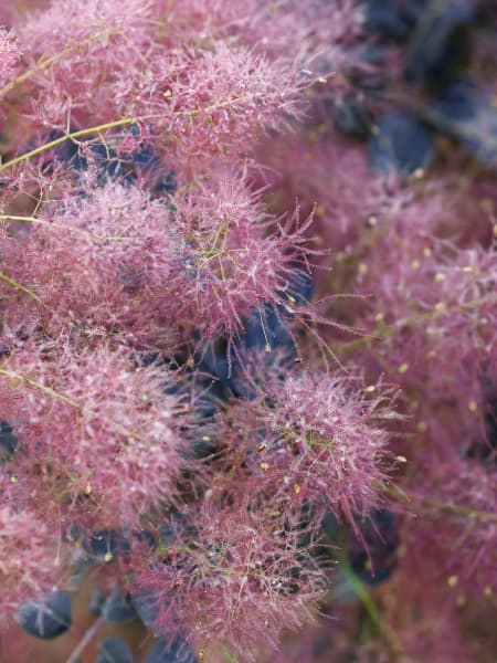 Cotinus coggygria 'Royal Purple'