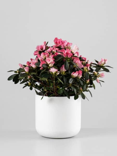 Azalea Hortinno® Princess Pinky