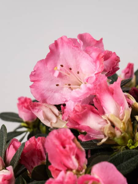 Azalea Hortinno® Princess Pinky