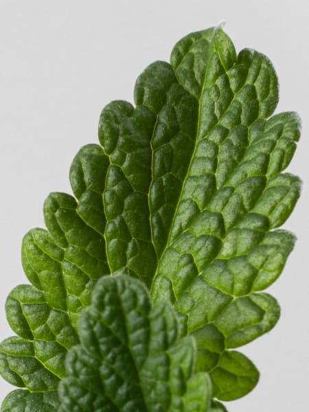 Menta gatera