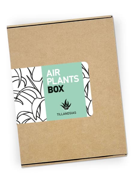 Pack de Tillandsias - Air Plants Box