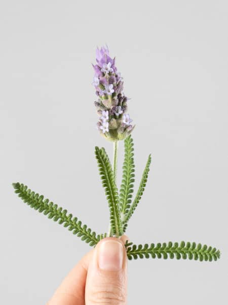 Lavanda dentata 'Candicans' - Planta aromática