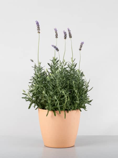 Lavanda dentata 'Candicans' - Planta aromática