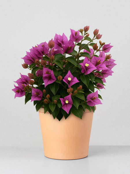 Bougainvillea glabra 'Alexandra' - Bola