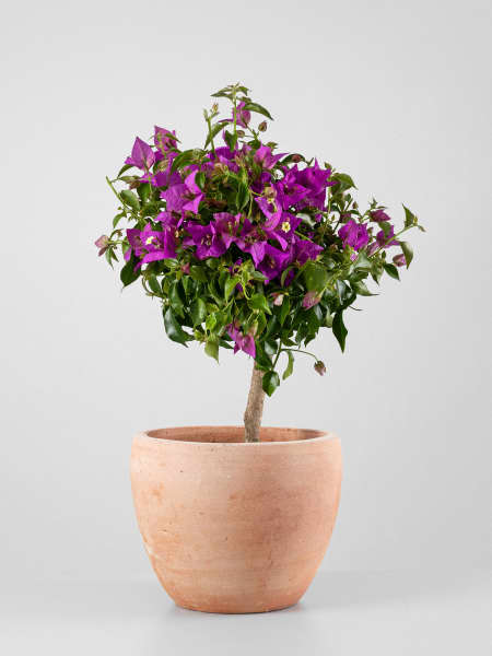 Bougainvillea glabra 'Alexandra' - Copa