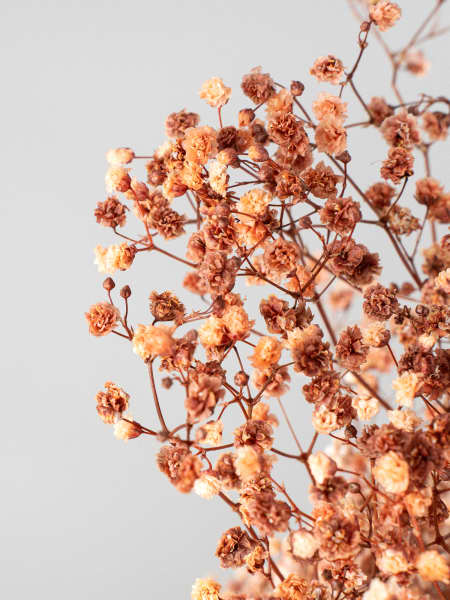 Ramillete Preservado de Paniculata Xlence café