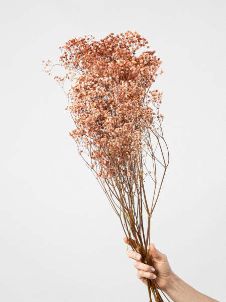 Ramillete Preservado de Paniculata Xlence café