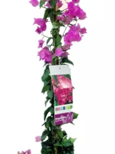 Bougainvillea glabra 'Sanderiana'