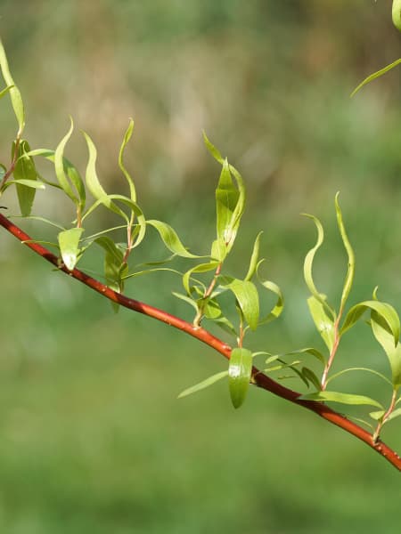 Salix matsudana 'Tortuosa Aurea'