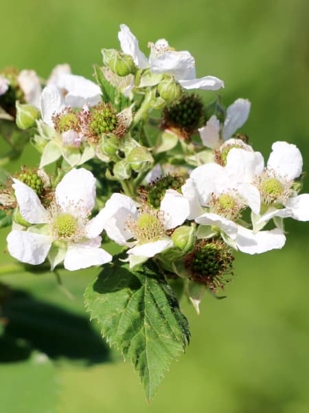 Frambuesa de verano (Rubus idaeus) 'Summer Chef'®