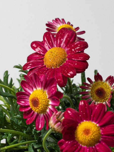 Margarita (argyranthemun frutencens)