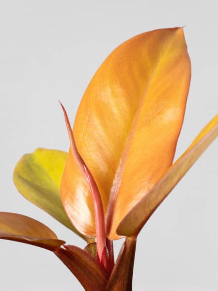 Philodendron 'Prince of Orange'