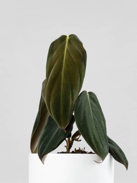 Philodendron gigas