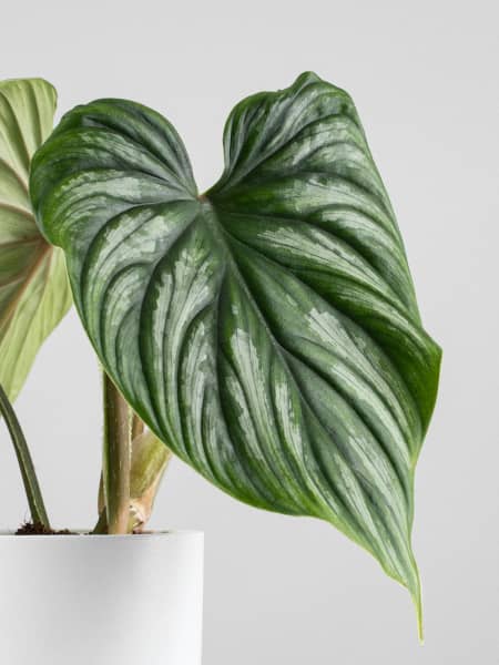 Philodendron plowmanii