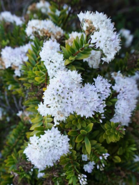 Hebe Veronica diosmifolia