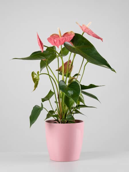 Anthurium 'Colorado'