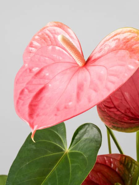 Anthurium 'Colorado'