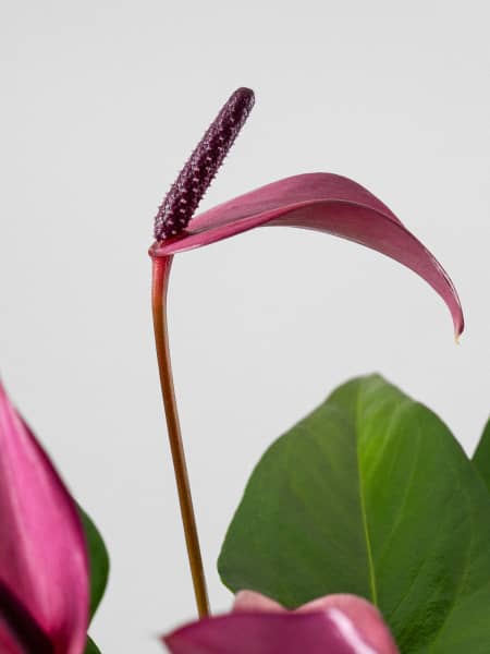 Anthurium 'Zizou''