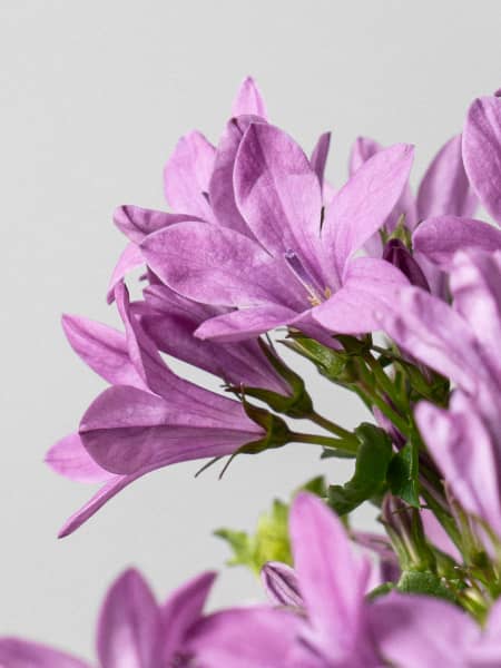 Campanula portenschlagiana