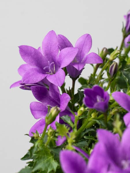 Campanula Addenda® 'Ambella Intense Purple'
