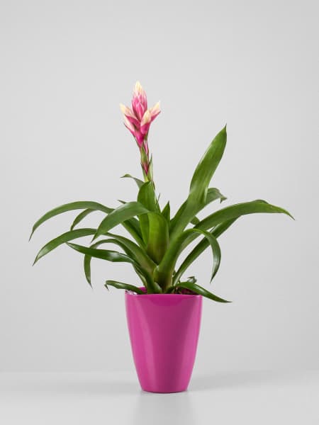 Guzmania 'Candy'