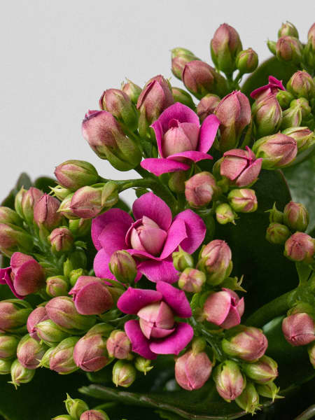 Kalanchoe de flor doble 'Rosa intenso'