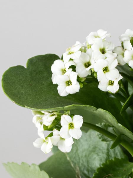 Kalanchoe de flor simple 'Blanco nieve'