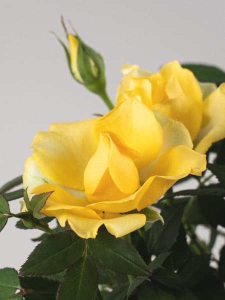 Rosal de Interior Kordana® amarillo