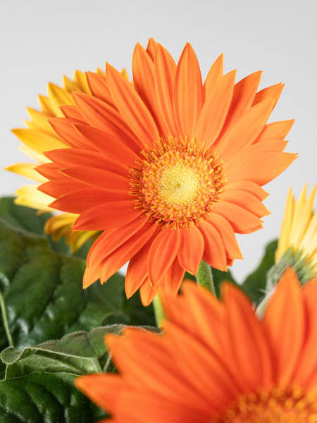 Gerbera naranja