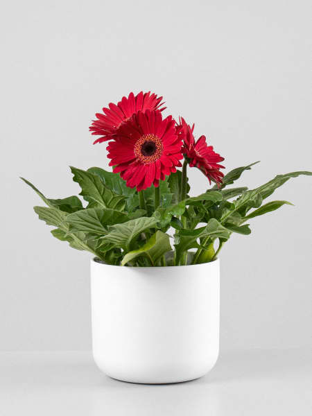 Gerbera morada