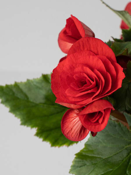 Begonia elatior roja 'Baladin'