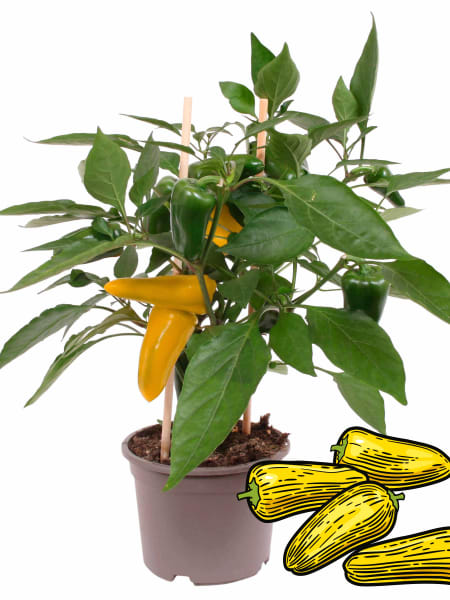 Pimiento 'Snack Yellow' Pick-&-Joy® - Planta de huerto