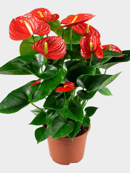 Anthurium 'Winner Red'