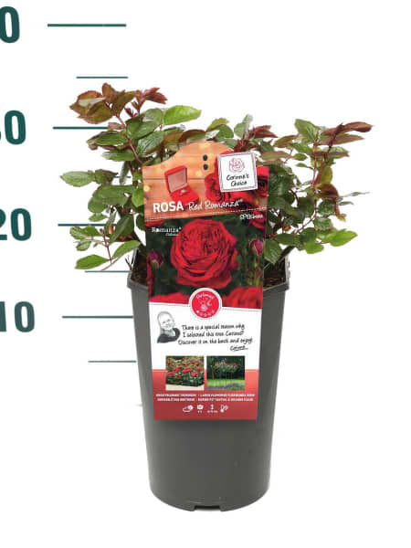 Rosal Red Romanza®