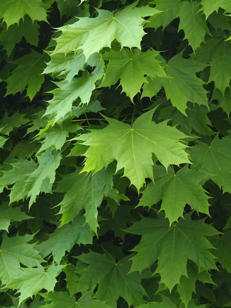 Acer platanoides