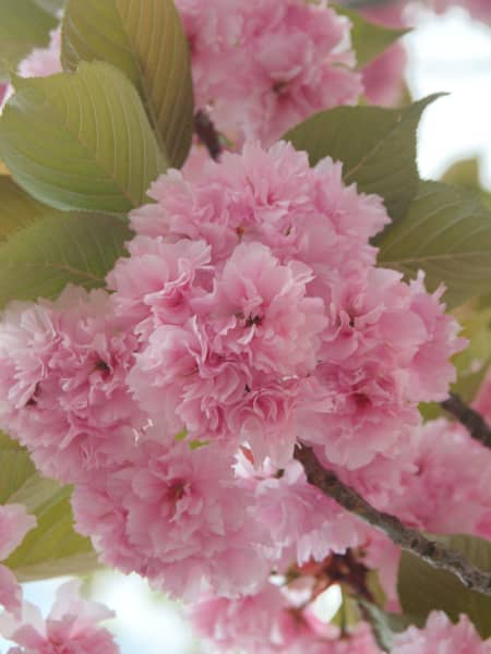 Prunus serrulata 'Kanzan'