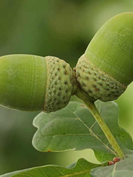 Quercus robur (Roble)