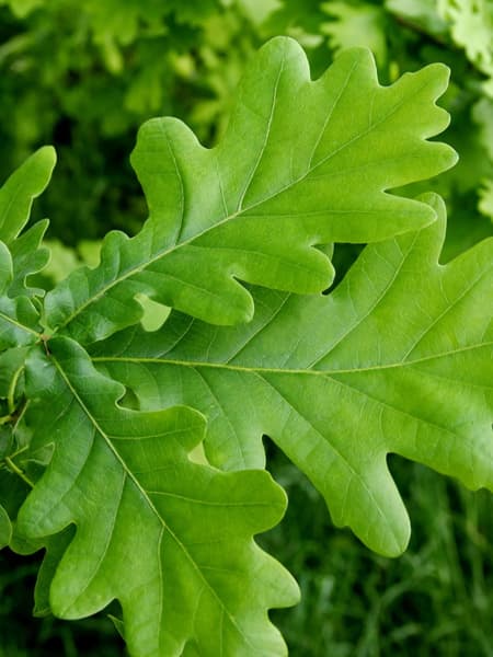 Quercus robur (Roble)