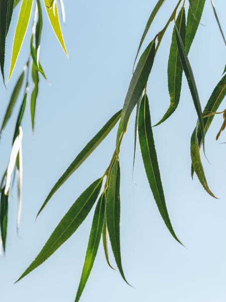 Salix babylonica (Sauce llorón)