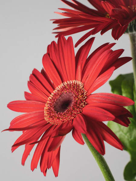 Gerbera en varios colores