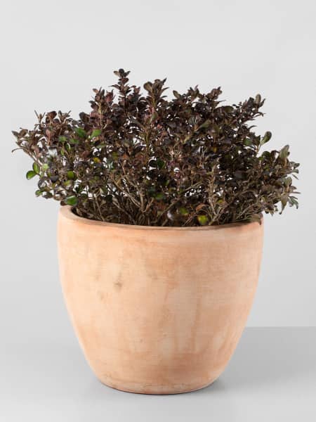 Coprosma 'Chocolate Soldier'