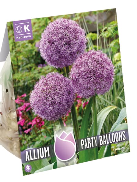 Bulbos de Allium 'Party Balloons'