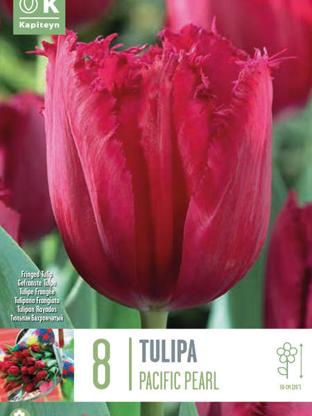 Bulbos de Tulipán 'Pacific Pearl'