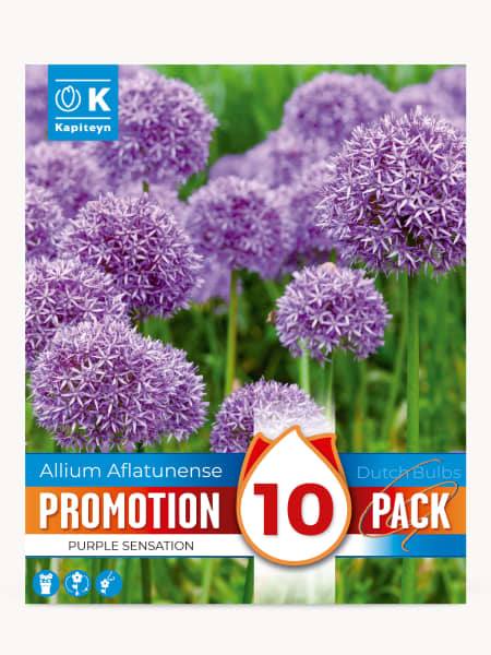 Bulbos de Allium aflatunense 'Purple Sensation'