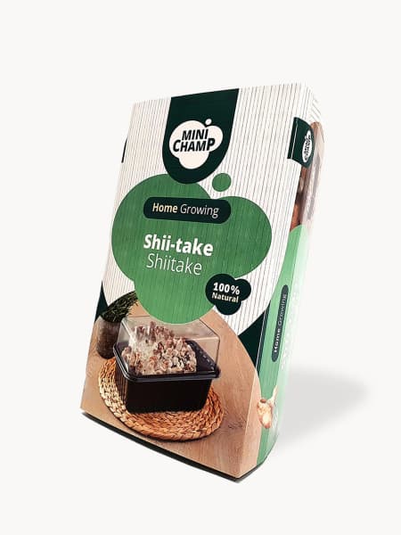 Kit de cultivo setas shiitake