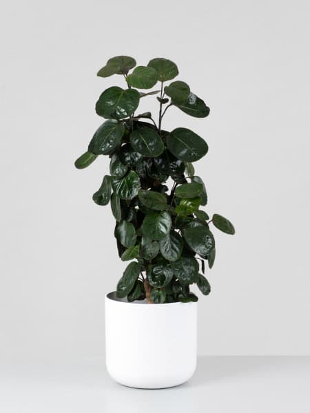 Polyscias scutellaria 'Fabian'