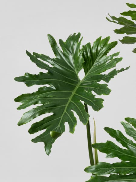 Philodendron bipinnatifidum