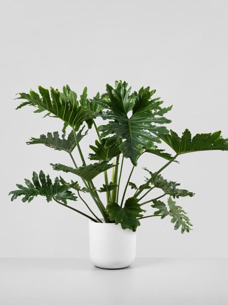 Philodendron bipinnatifidum