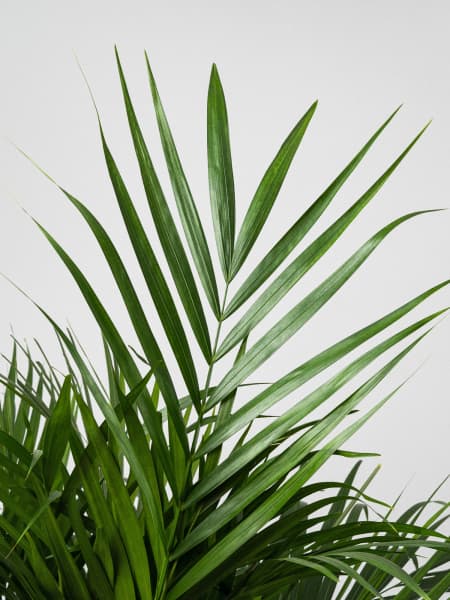 Areca
