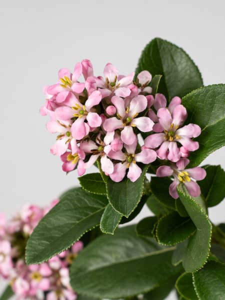 Escallonia 'Pink Elle'
